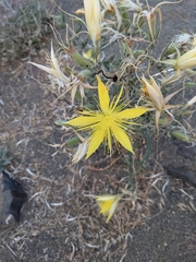 Mentzelia laevicaulis