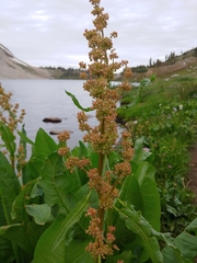 Rumex densiflorus