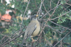 Turdus falcklandii