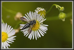 Coelioxys octodentatus