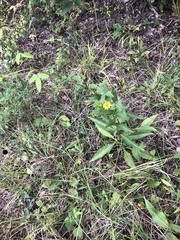 Silphium confertifolium