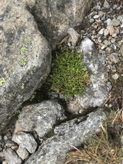 Mononeuria groenlandica