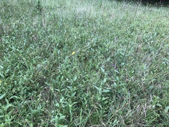 Silphium confertifolium