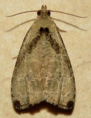 Olethreutes exoletum