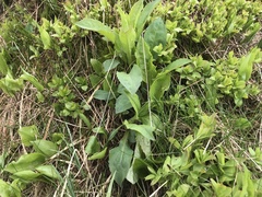 Solidago macrophylla