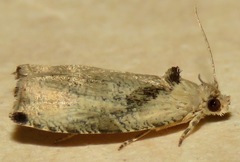 Olethreutes exoletum