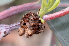 Carepalxis