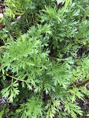 Artemisia norvegica
