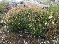 Diapensia lapponica