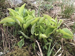 Solidago macrophylla