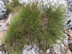 Oreojuncus trifidus