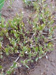 Polygonum polygaloides kelloggii