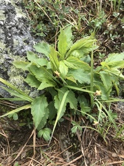 Solidago macrophylla