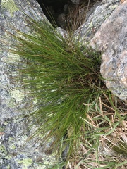 Oreojuncus trifidus