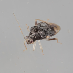 Pycnoderes quadrimaculatus