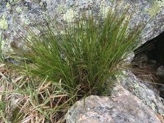 Oreojuncus trifidus