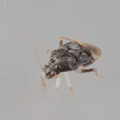 Pycnoderes quadrimaculatus