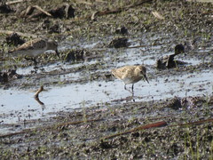 Calidris bairdii
