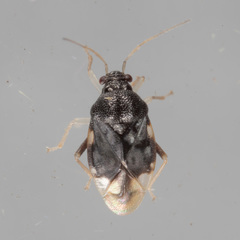 Pycnoderes quadrimaculatus