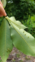 Caryomyia caminata