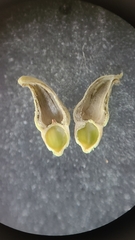 Caryomyia caminata