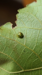 Caryomyia inflata