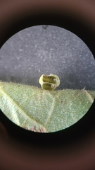 Caryomyia inflata