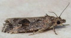 Endothenia nubilana