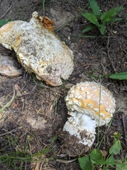 Amanita muscaria flavivolvata