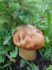 Boletus rubriceps