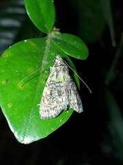 Glenopteris hampsoni