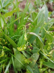 Stellaria umbellata