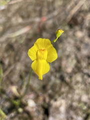 Utricularia striata