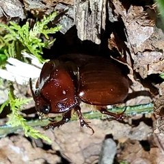Odonteus