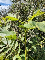 Senna gaudichaudii