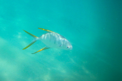 Trachinotus rhodopus