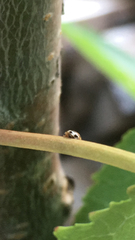 Psyllobora vigintimaculata