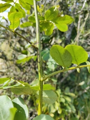 Senna gaudichaudii