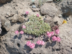 Eriogonum ovalifolium rubidum
