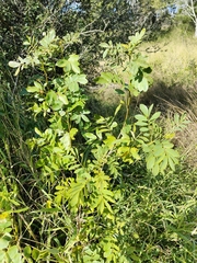 Senna gaudichaudii