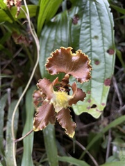 Cyrtochilum serratum