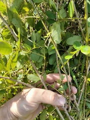 Senna gaudichaudii