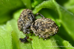 Acanthoscelidius acephalus