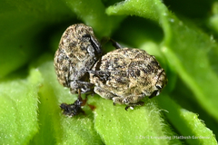 Acanthoscelidius acephalus