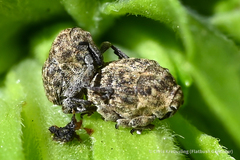 Acanthoscelidius acephalus