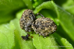 Acanthoscelidius acephalus