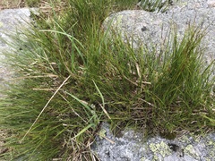 Oreojuncus trifidus