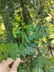 Senna gaudichaudii