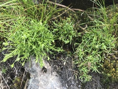 Mononeuria groenlandica