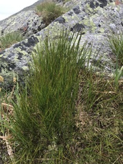 Oreojuncus trifidus